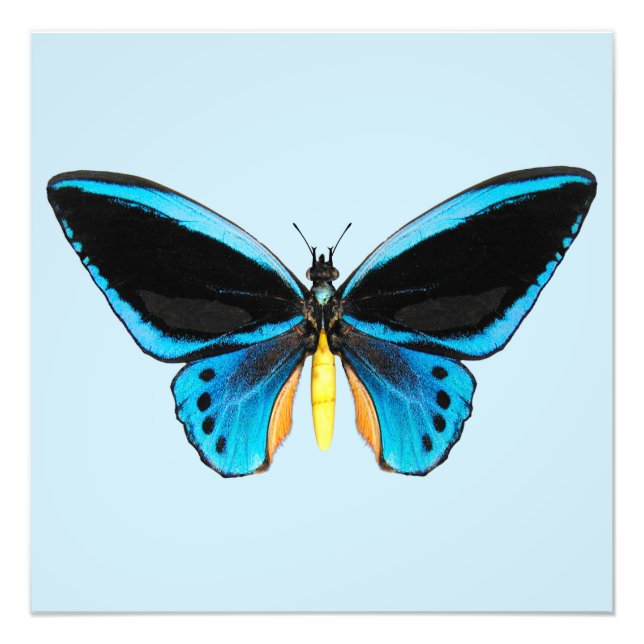 Birdwing Butterfly Photo Print (Front)