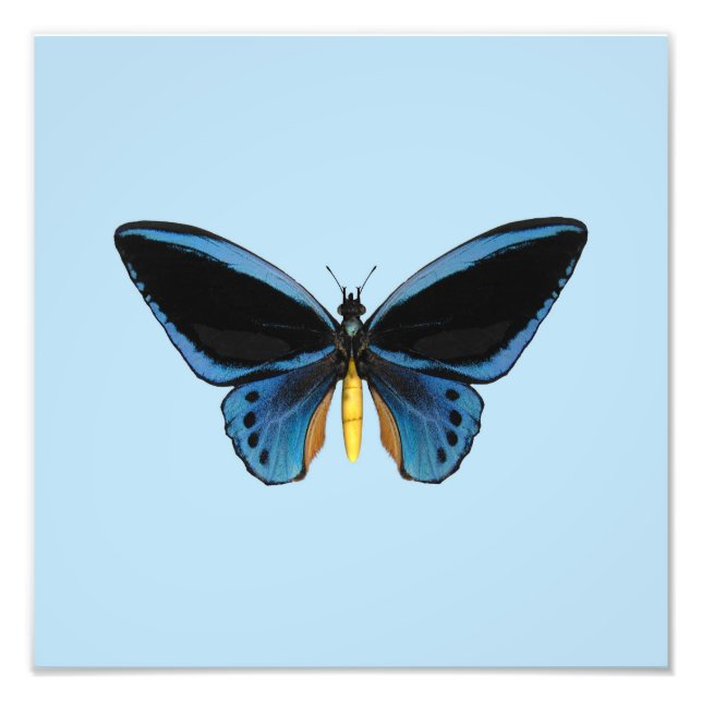 Birdwing Butterfly Photo Print (Front)