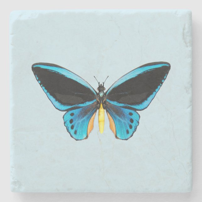 Birdwing Butterfly Stone Coaster (Front)