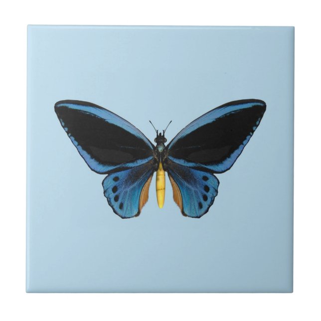 Birdwing Butterfly Tile (Front)