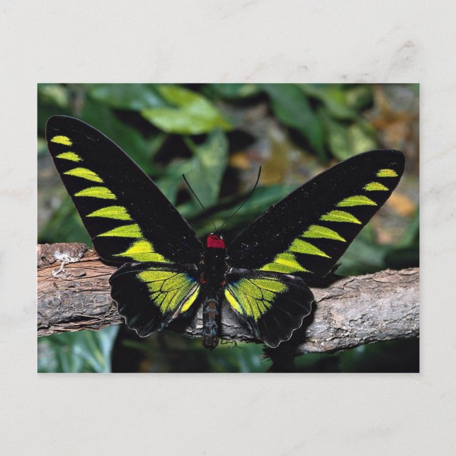 Birdwing butterfly, Trogonoptera brookiana, Malays Postcard (Front)