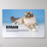 Birman Cat Breed - Sacred Cat of Burma