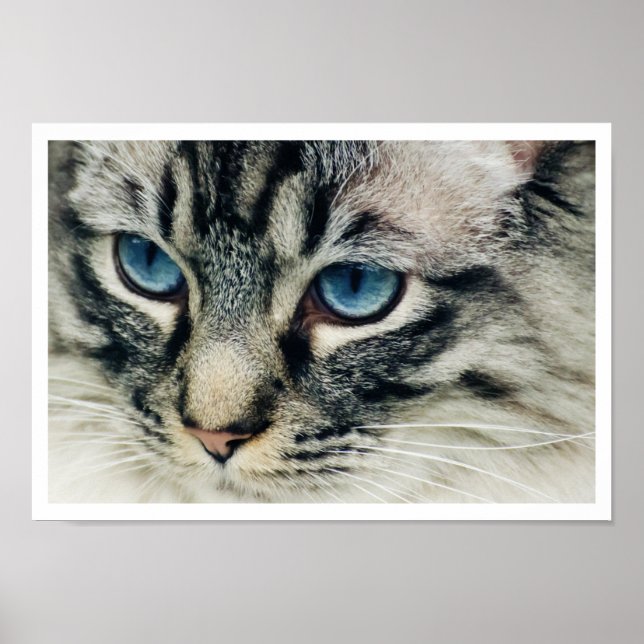 Birman Cat Face Close-up Print (Front)