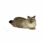 Birman Cat Standing Photo Sculpture<br><div class="desc">This photo sculpture is of a Birman mix cat</div>