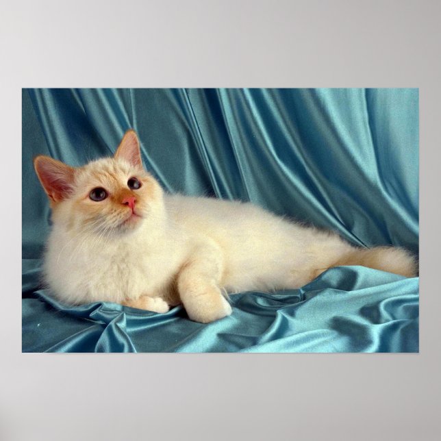 Birman, red point poster (Front)