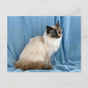 Birman, seal tortie point postcard