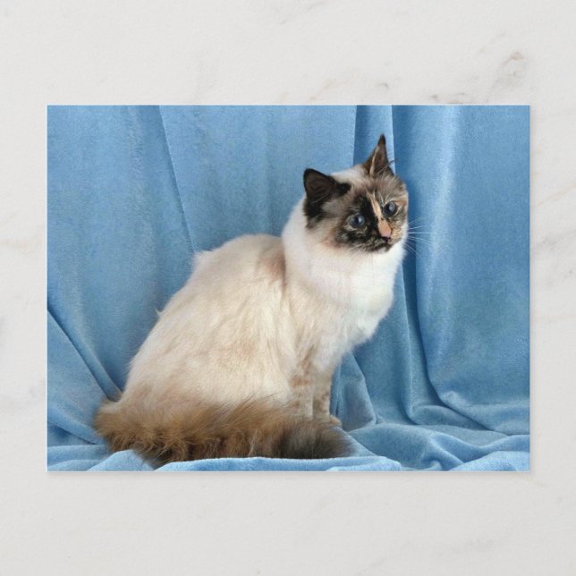 Birman, seal tortie point postcard (Front)
