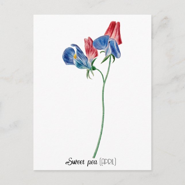 Birth Date Flower Sweet pea (April) Postcard (Front)
