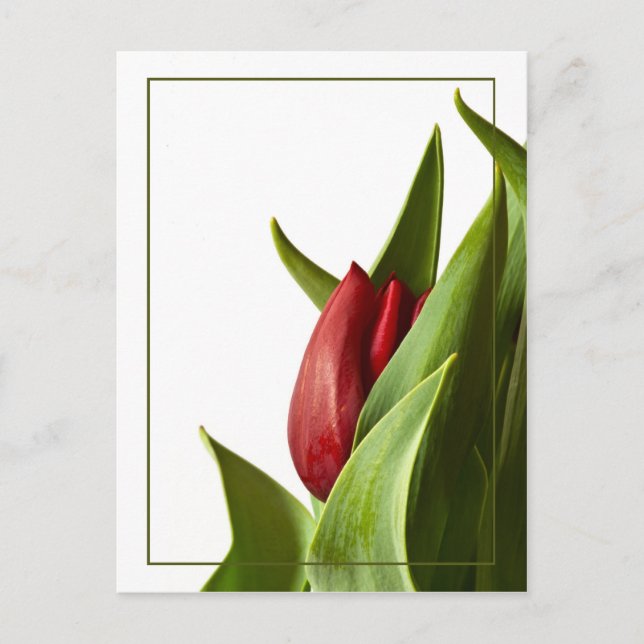 Birth of a Spring Red Tulip Postcard (Front)