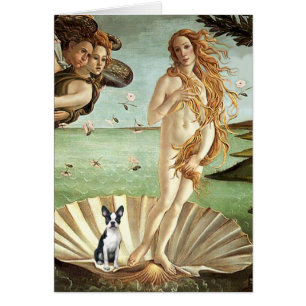 Birth of Venue Venus - Boston Terrier #1