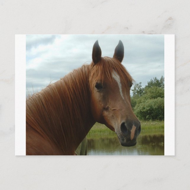 Birthday 012 postcard (Front)