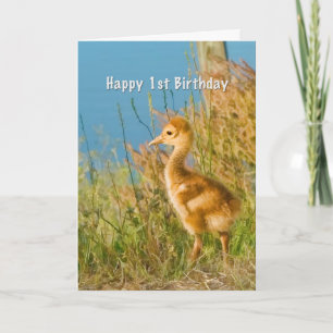 Birthday, 1st, Baby Sandhill Crane Card