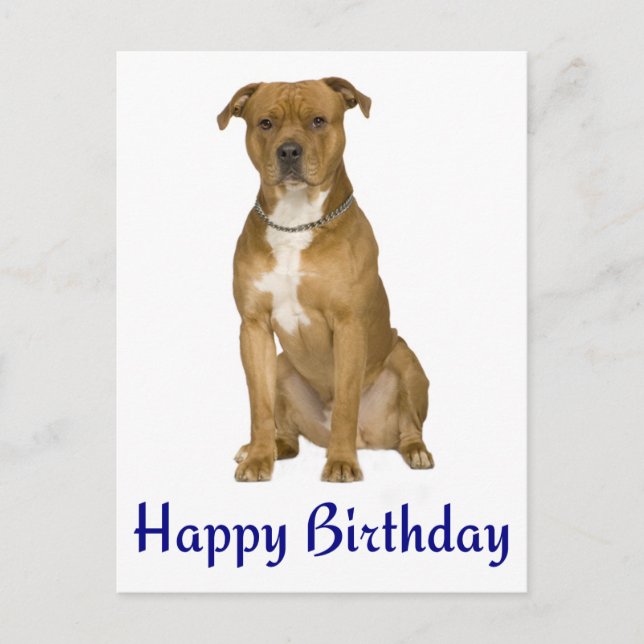 Birthday American Staffordshire Terrier Post Card (Front)