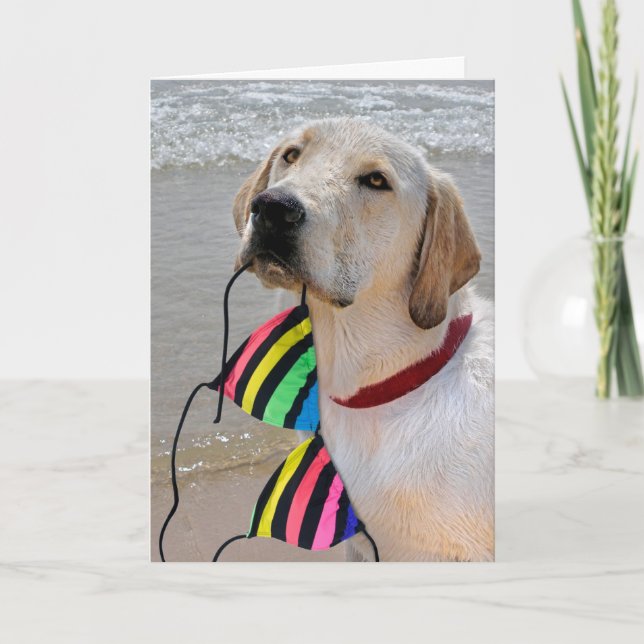 Birthday Bikini and Labrador Retriever Card (Front)