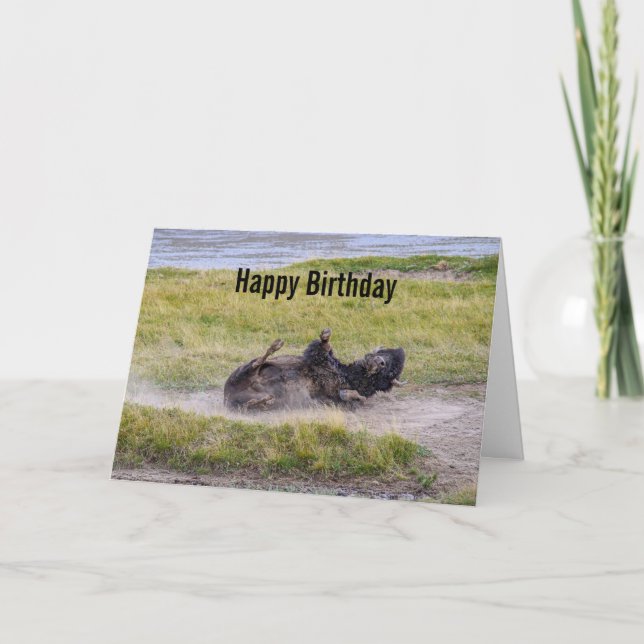 Birthday Bison Wallowing Yellowstone National Park Card (Front)