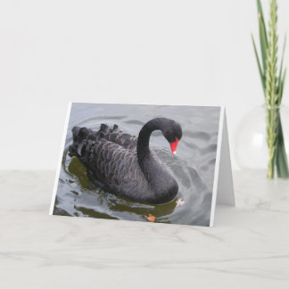 Birthday Black Swan on a Peaceful Day! Card