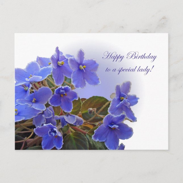 Birthday Blue African Violets Postcard (Front)