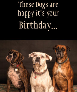 Funny Boxer Dog Birthday Cards Zazzle Com Au