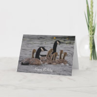 Birthday - Canadian Geese