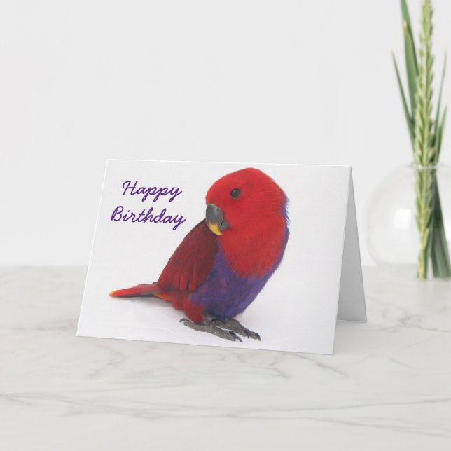 Birthday card an Eclectus parrot (Front)