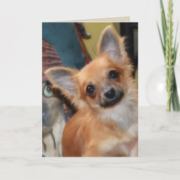 Birthday Card | Chihuahua Puppy Chi Chi Dylan