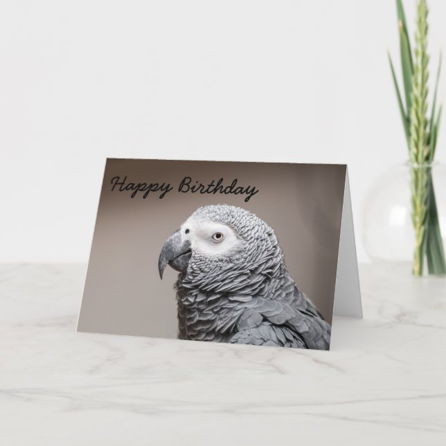 Birthday card  Congo African Grey Grey Parrot (Front)