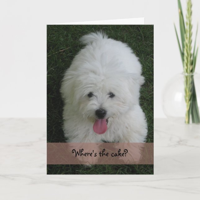 Birthday Card--Coton Dog Card (Front)