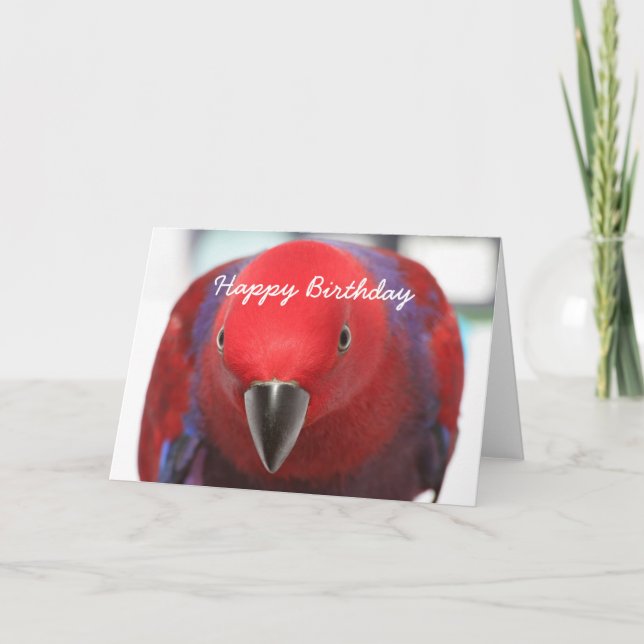 Birthday card Eclectus parrot (Front)
