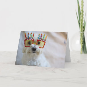 Birthday Card - Funny Dog Wearing Birthday Glasses