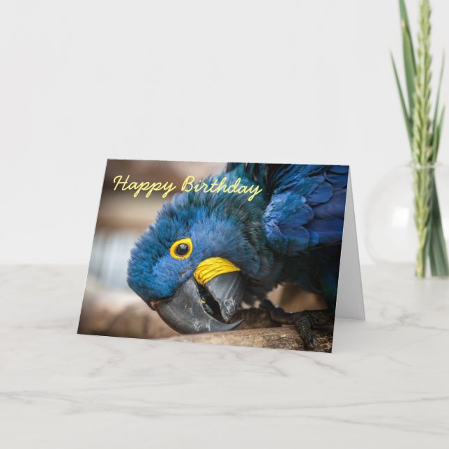 Birthday card Hyacinth Macaw parrots (Front)
