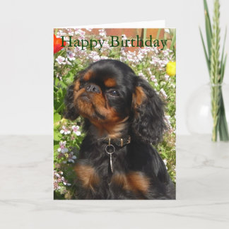 Birthday card : King charles spaniel / english toy