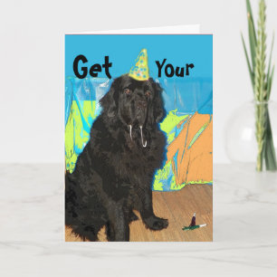 Birthday Card ~ Newfoundland Dog