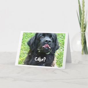Birthday Card Newfoundland dog humour