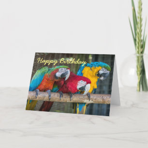 Birthday card three Macaw parrots