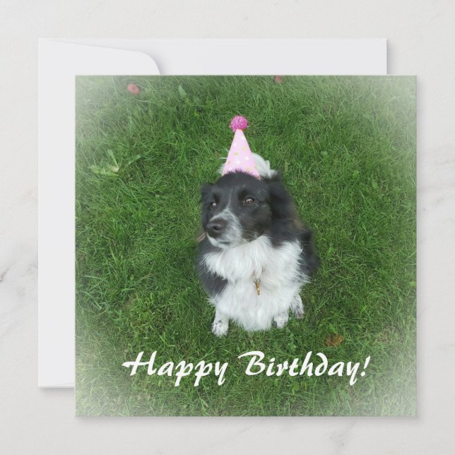 Birthday card with a border collie dog (Front)