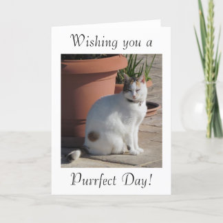 Birthday Card with Cat design