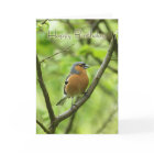 Birthday Card With Male Chaffinch (Fringilla coele