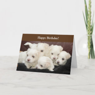 Birthday card with photography of Maltese Puppies