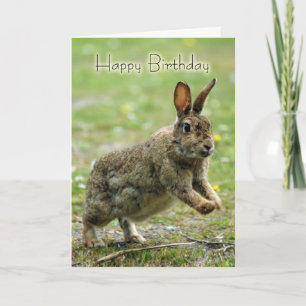 Birthday Card With Wild Rabbit