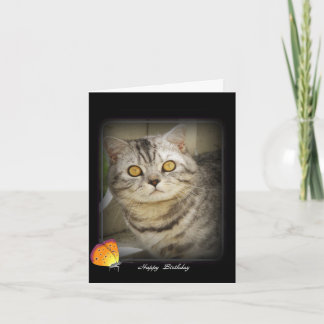 Birthday cat card