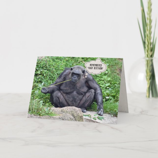 Birthday Chimpanzee on rock Card (Front)