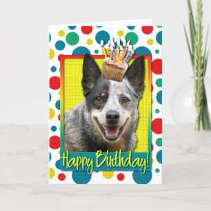 Birthday Cupcake - Australian Cattle Dog Card