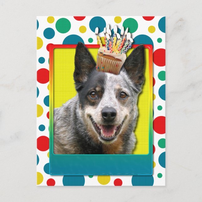 Birthday Cupcake - Australian Cattle Dog Postcard (Front)