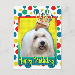 Birthday Cupcake - Coton de Tulear Postcard