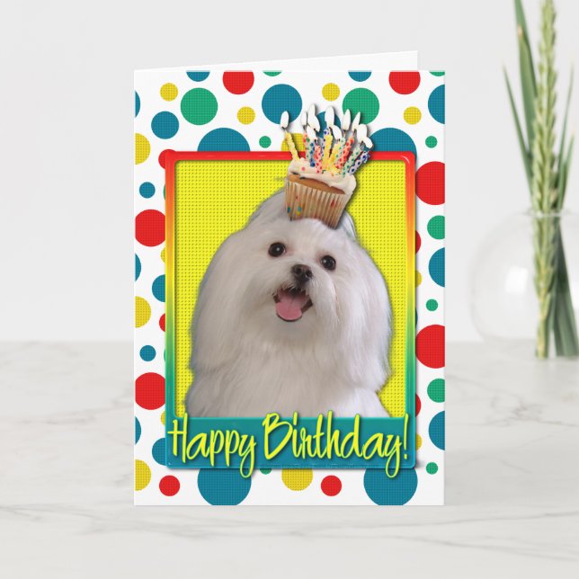 Birthday Cupcake - Maltese Card (Front)