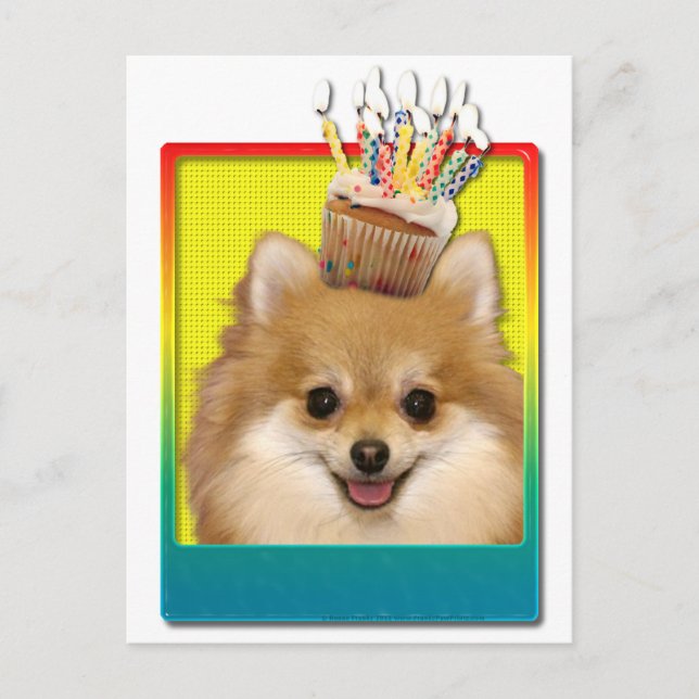 Birthday Cupcake - Pomeranian Postcard (Front)