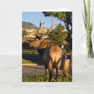 Birthday elk takes a moment card