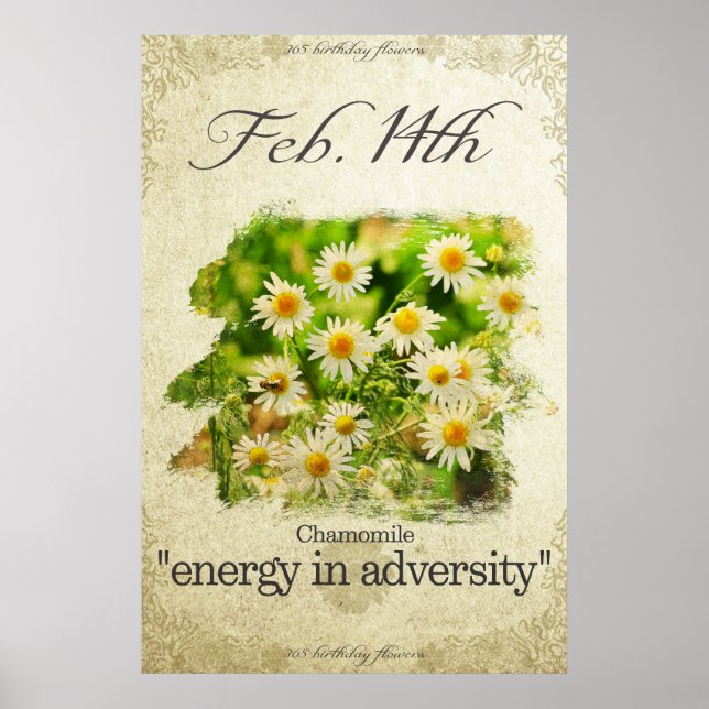 Birthday flowers on February 14th "Chamomile" Poster (Front)