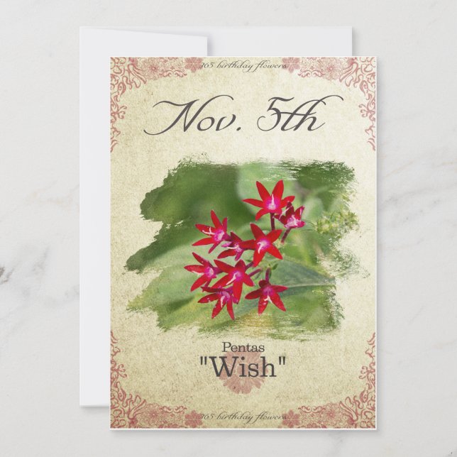 Birthday flowers on November 5th "Pentas" Card (Front)