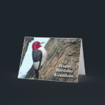 Birthday for Grandson, Red-headed Woodpecker Card<br><div class="desc">Funny birthday (BIRDday) card for a grandson. A Red-headed Woodpecker is featured on the cover.</div>